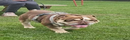English Bulldog dogs for sale: ⭐️⭐️⭐️ EXCEPTIONAL ENGLISH BULLDOG PUPPIES ⭐️⭐️⭐️ - Advert 17