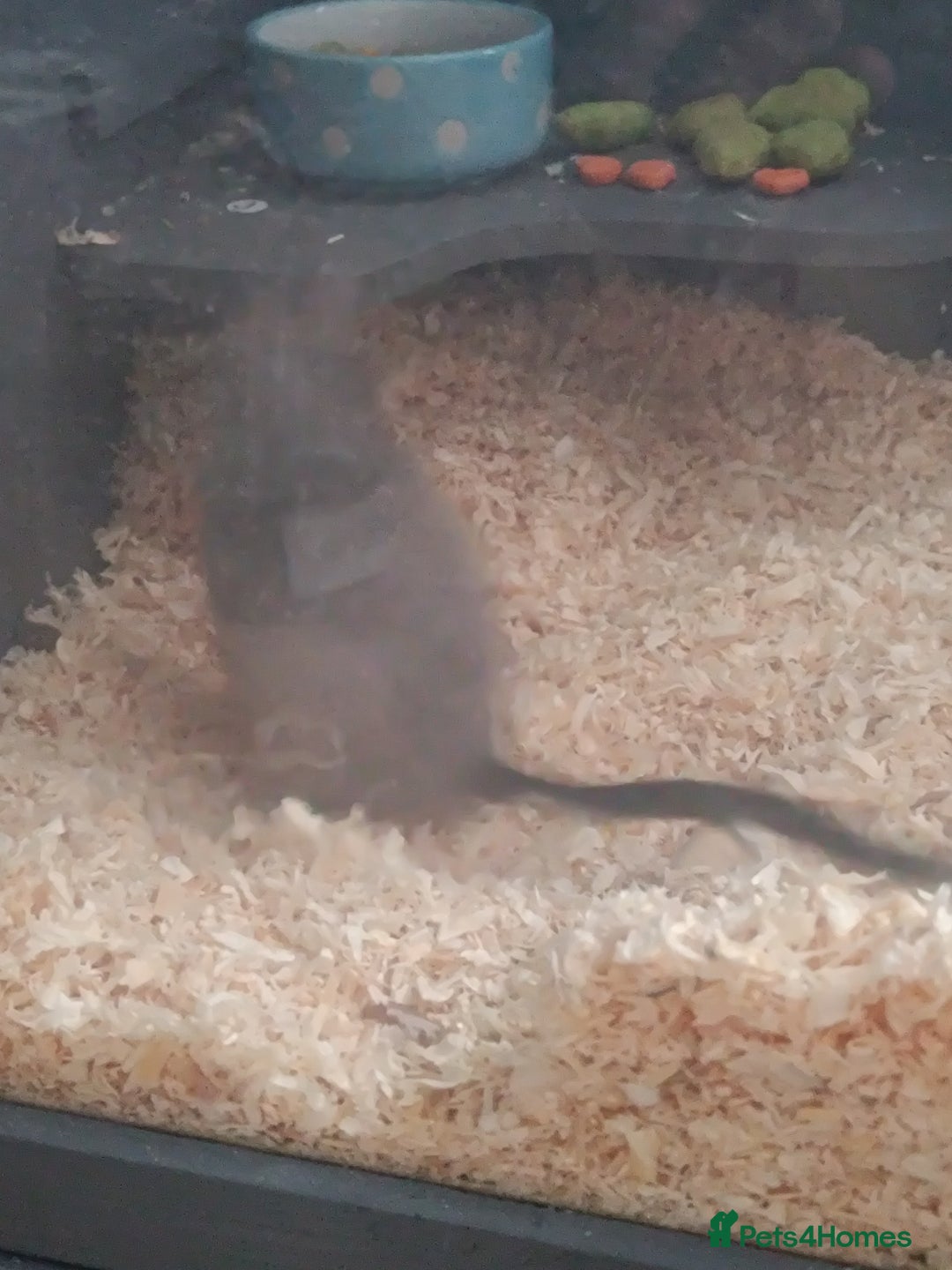 Gerbil rodents for sale: 2pcs Gerbils with Accessories - Advert 7