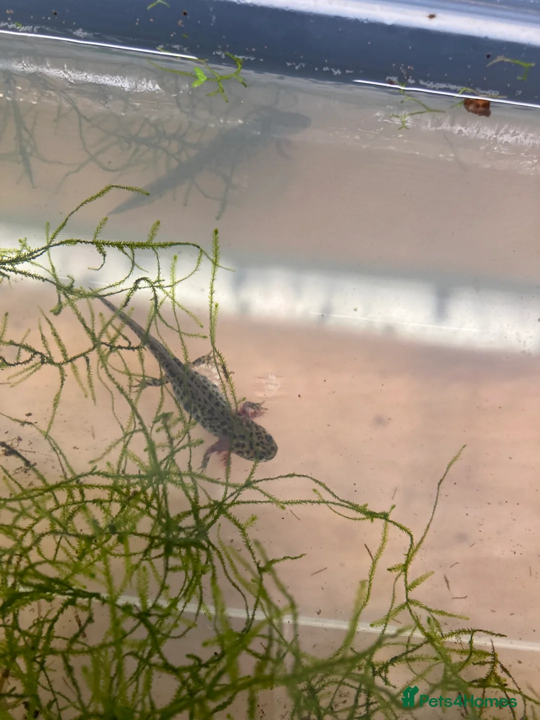 Newt reptiles for sale: Sharp ribbed newts for sale - Advert 2