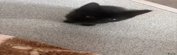 Mixed Breed cats for sale: Kittens for sale  - Advert 7