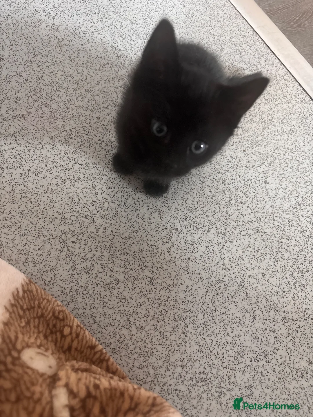 Mixed Breed cats for sale: Kittens for sale  - Advert 7