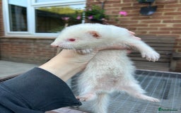 Ferret rodents for sale: Hobs for sale  - Image 9