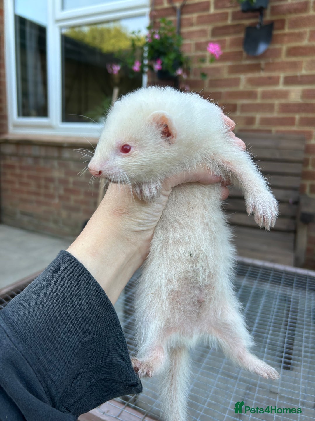 Ferret rodents for sale: Hobs for sale  - Image 9