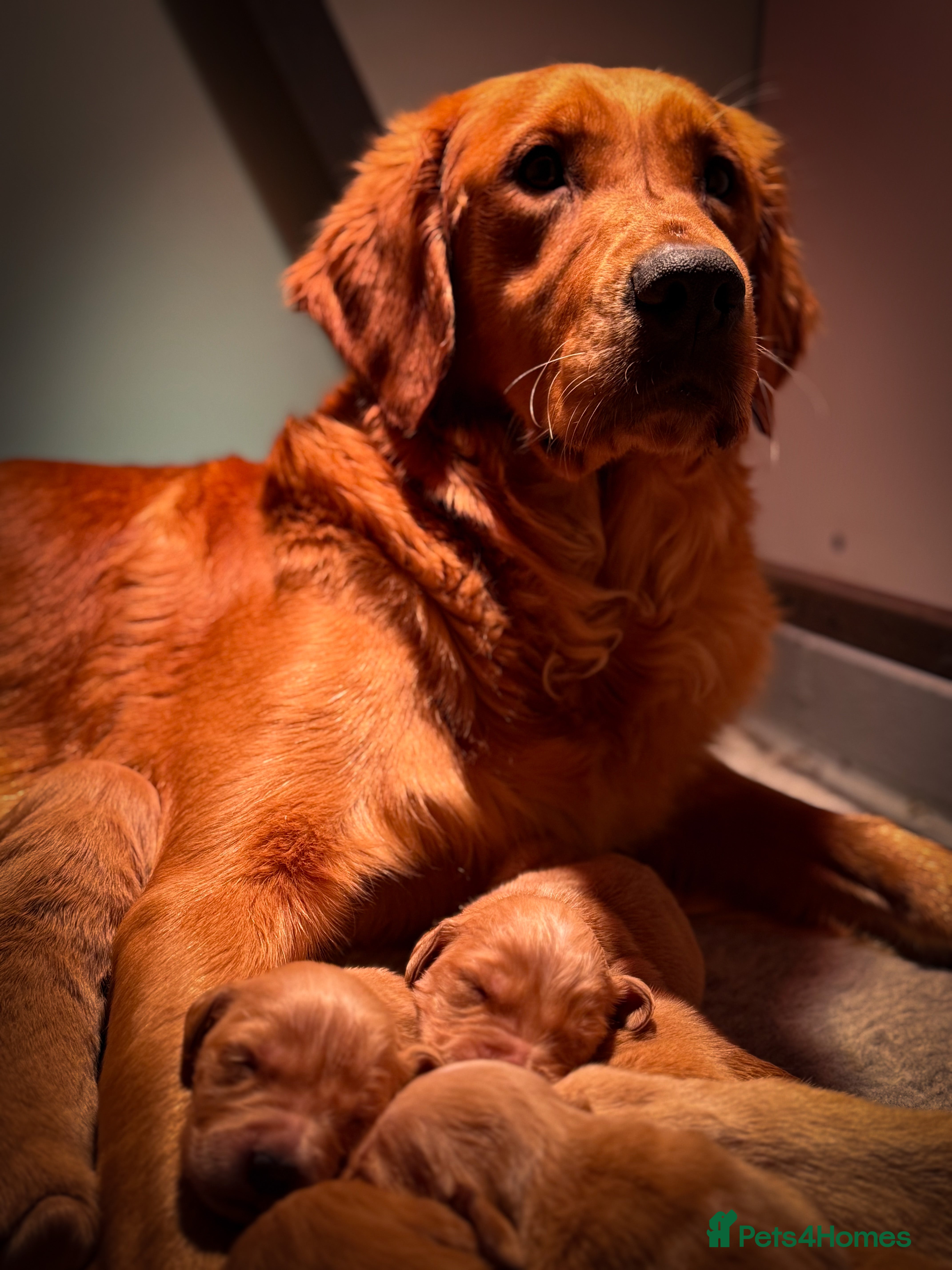 Golden Retriever dogs Beautiful Deep Red KC Golden Retrievers  - Advert 10