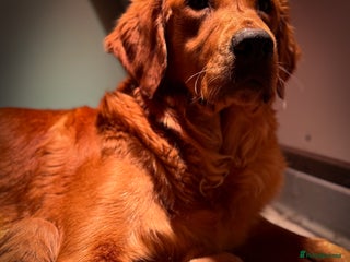 Golden Retriever dogs Beautiful Deep Red KC Golden Retrievers - Advert 1