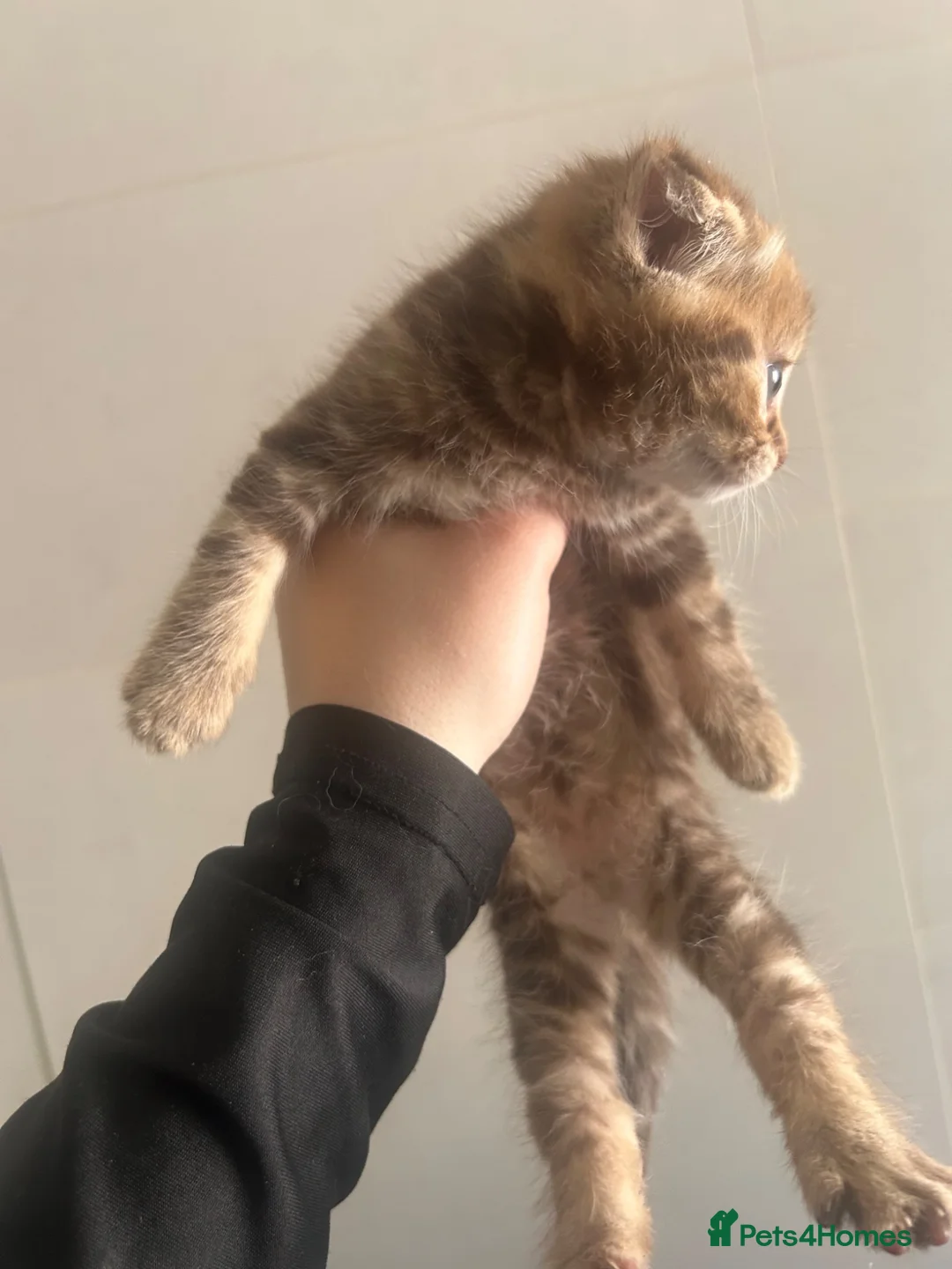 Mixed Breed cats for sale: Female British Shorthair Cross Tabby Kitten - Advert 3