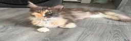 Maine Coon cats for sale: Maincoon x - Advert 9