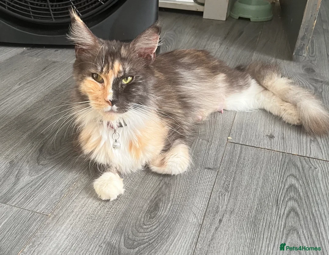 Maine Coon cats for sale: Maincoon x - Advert 9
