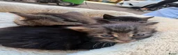 British Shorthair cats for sale: Tabby and black kittens ready for their new home in Langport - Advert 5
