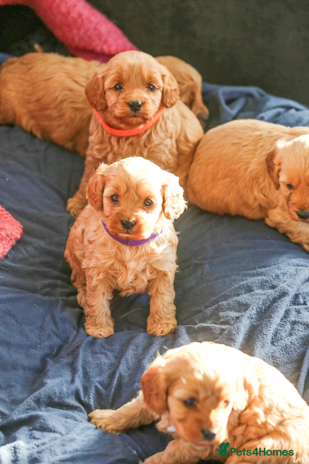 Cavapoo dogs for sale: Beautiful F1 Cavapoo puppies  - Advert 8