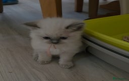 Ragdoll cats for sale: Blue mitted 🐾 Ragdoll kittens 😻 - Image 14