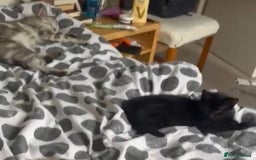 Mixed Breed cats for sale: Adorable black kitten looking for a loving home - Image 5