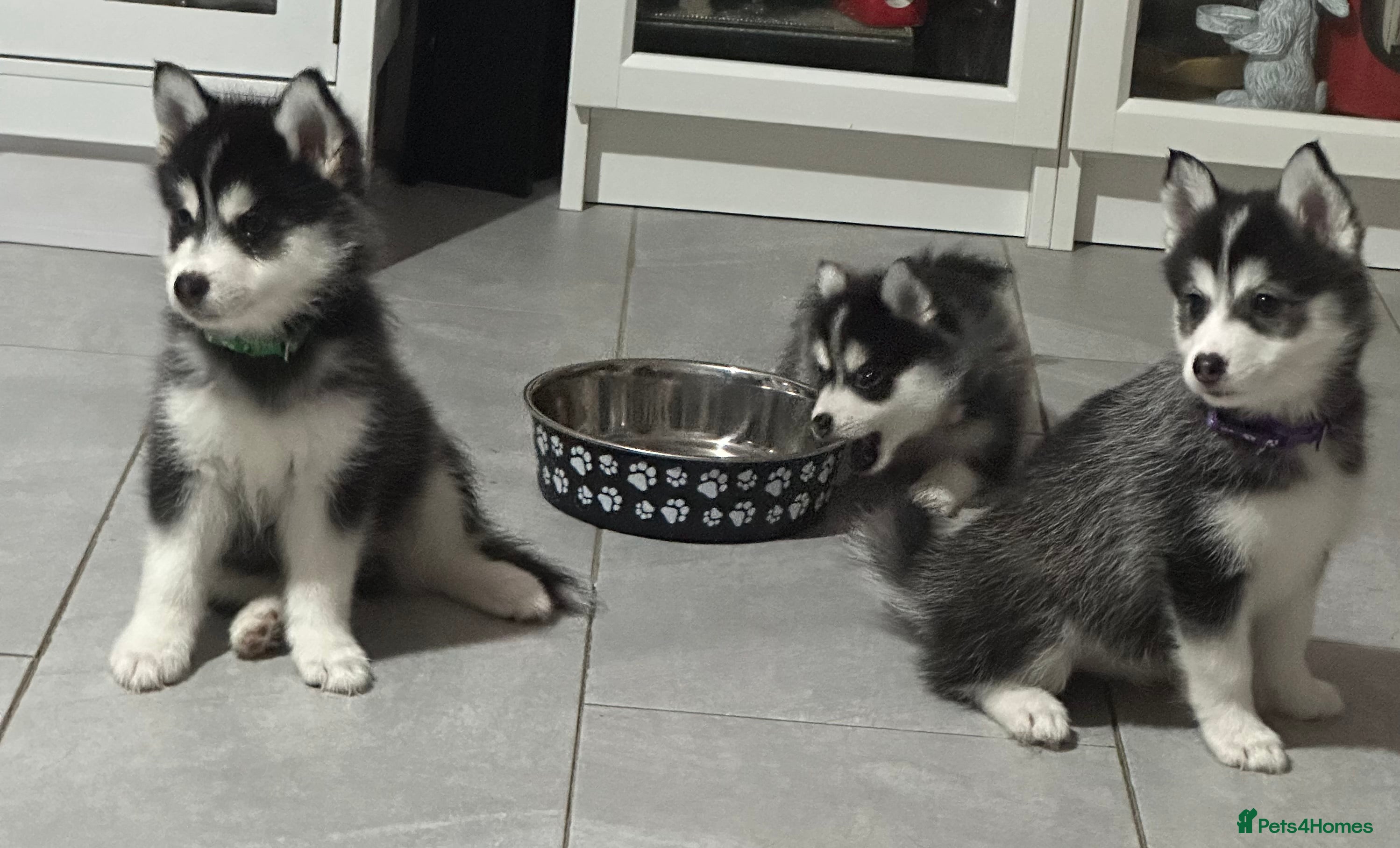 Pomsky dogs READY SMALL F4 POMSKY - Advert 8