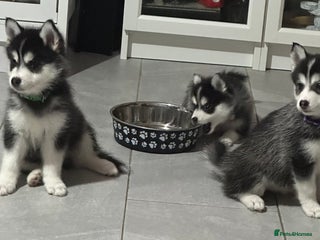 Pomsky dogs READY SMALL F4 POMSKY - Advert 8
