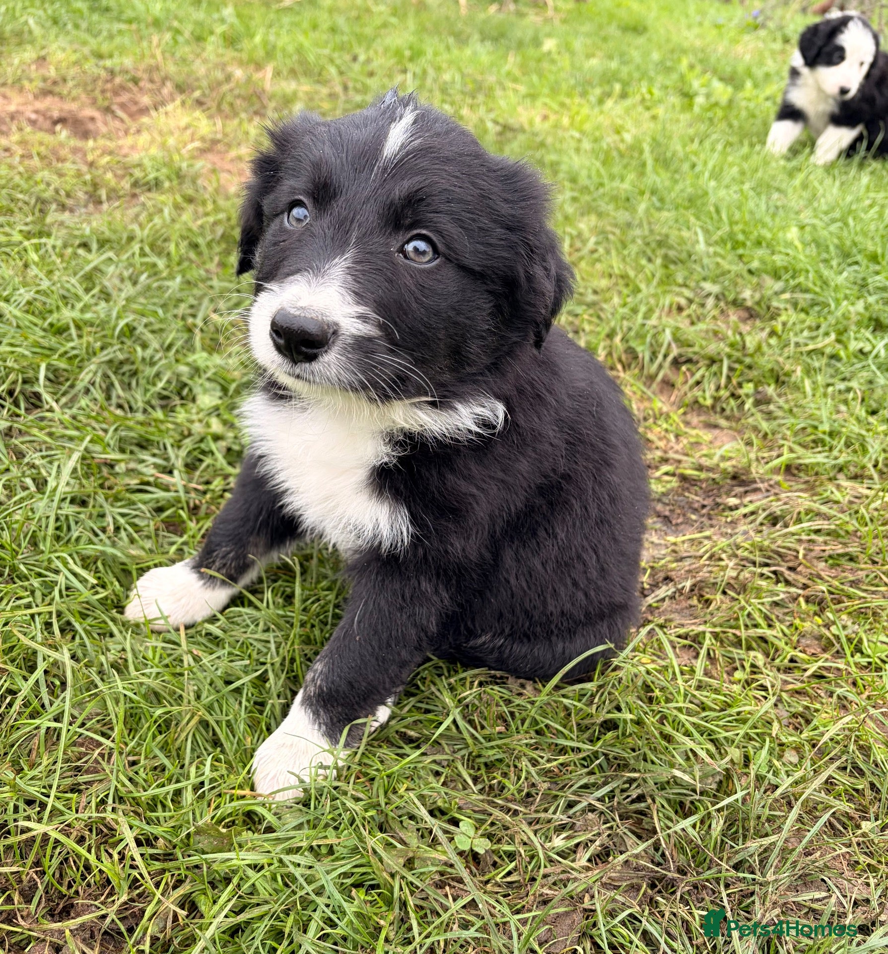 Border Collie dogs BEAUTIFUL BORDER COLLIE PUPS - Advert 2