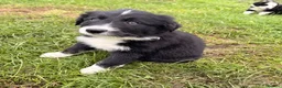 Border Collie dogs for sale: BEAUTIFUL BORDER COLLIE PUPS - Advert 4