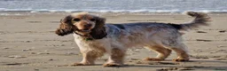 Cocker Spaniel dogs for sale: KC Show Cocker Spaniels: Beautiful inside out - Advert 1
