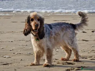 Cocker Spaniel dogs KC Show Cocker Spaniels: Beautiful inside out - Advert 1