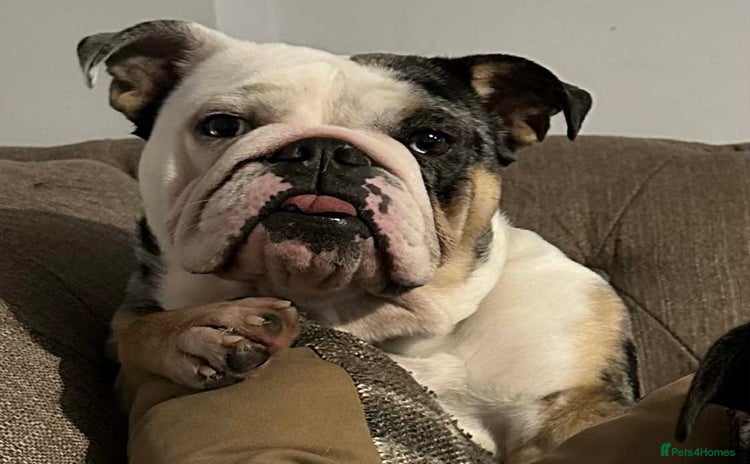 English Bulldog dogs - Advert 3