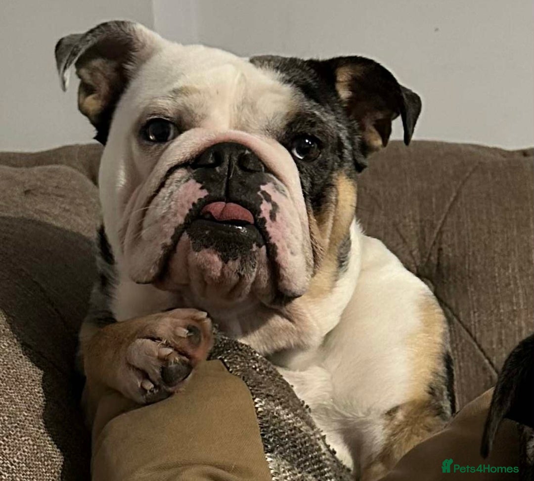 English Bulldog dogs for sale: Mable xx - Image 1