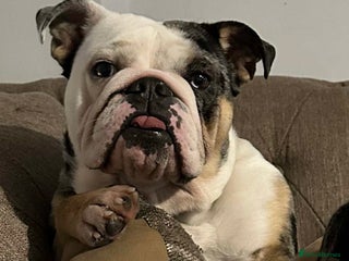 English Bulldog dogs - Advert 16