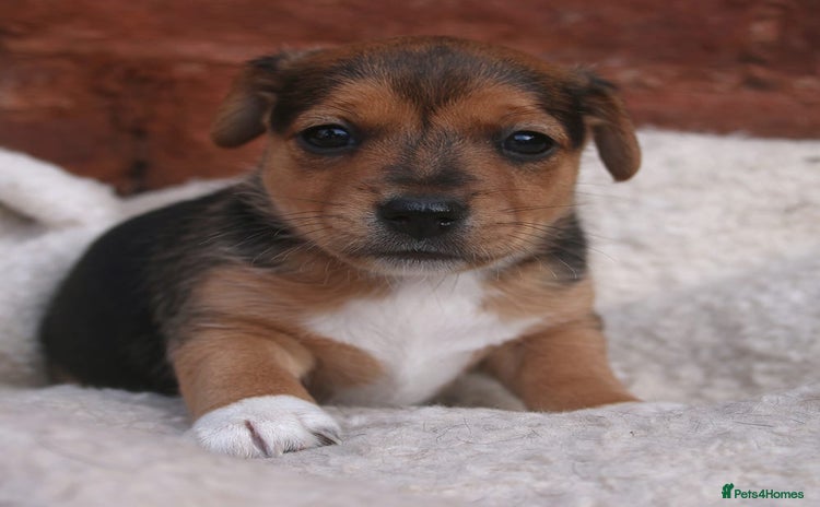Jack Russell dogs - Advert 1