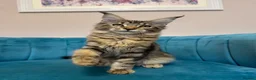 Maine Coon cats for sale: TICA Pedigree Registered Maine Coon Kittens - Advert 24
