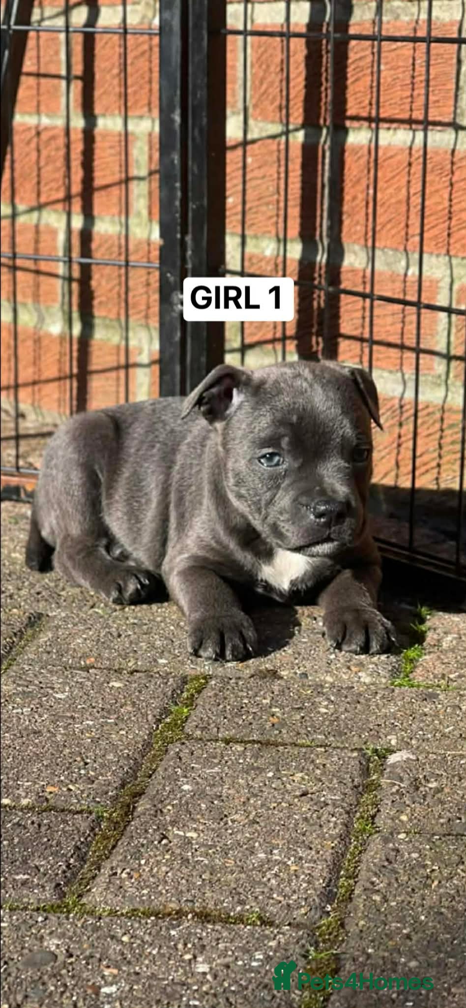 Staffordshire Bull Terrier dogs 1 GIRL LEFT Blue/Black Stafford Puppies - Advert 4