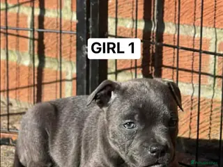 Staffordshire Bull Terrier dogs 1 GIRL LEFT Blue/Black Stafford Puppies - Advert 4