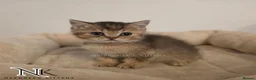 British Shorthair cats for sale: GCCF British Shorthair Babies Ready Soon 🐱 - Advert 9
