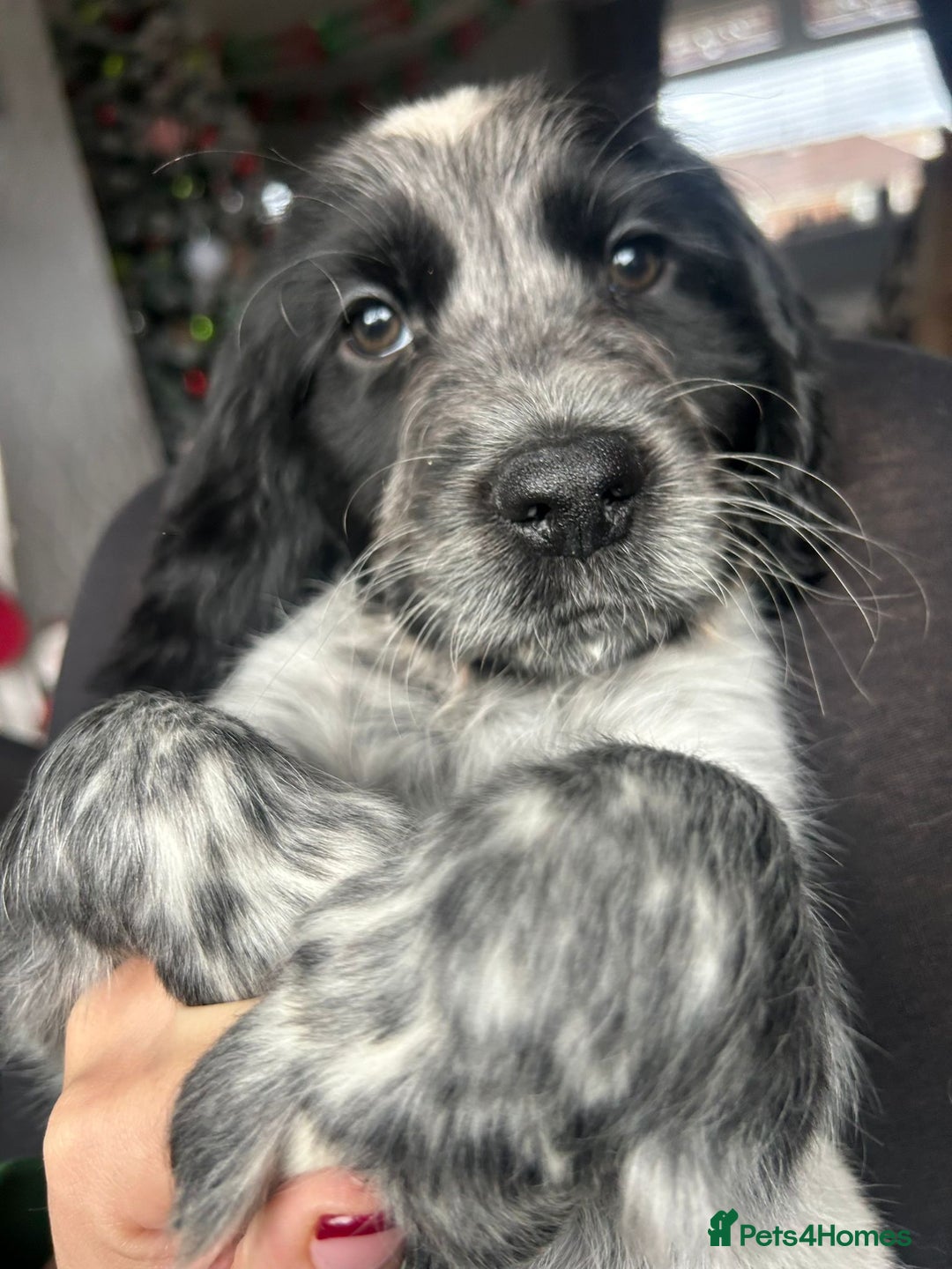 Sprocker dogs for sale: Sprocker Puppies Ready Now.  - Advert 2