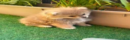 Pomeranian dogs for sale: 🐾 Gorgeous🐾 Teddy Bear Faced Pomeranian Boy 🐾 - Advert 13