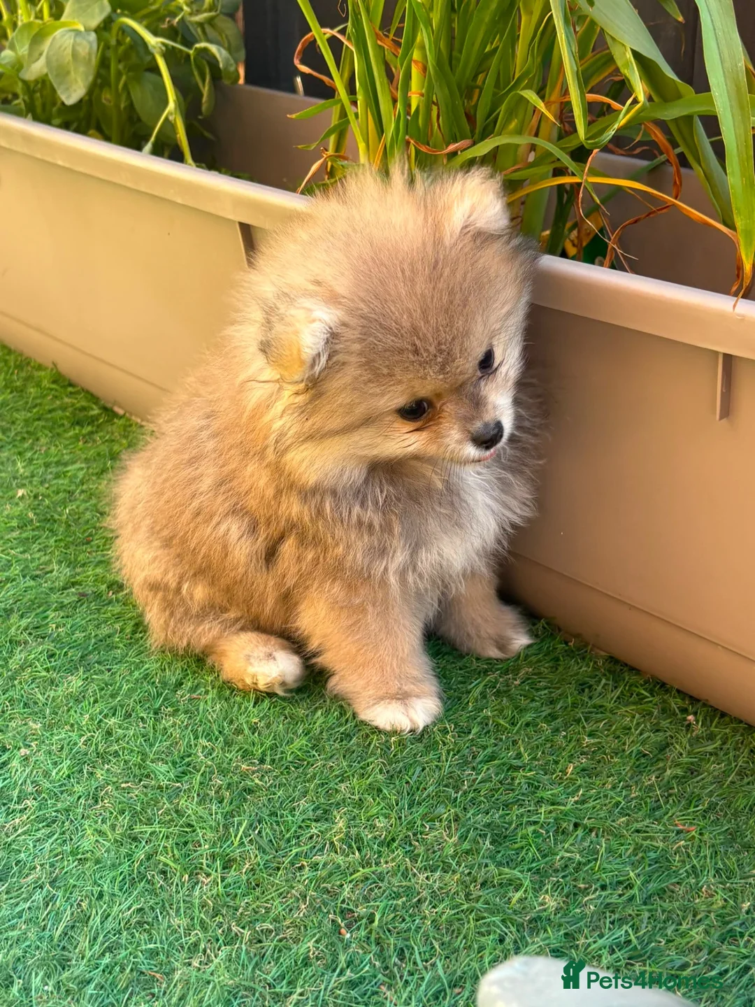 Pomeranian dogs for sale: 🐾 Gorgeous🐾 Teddy Bear Faced Pomeranian Boy 🐾 - Advert 13
