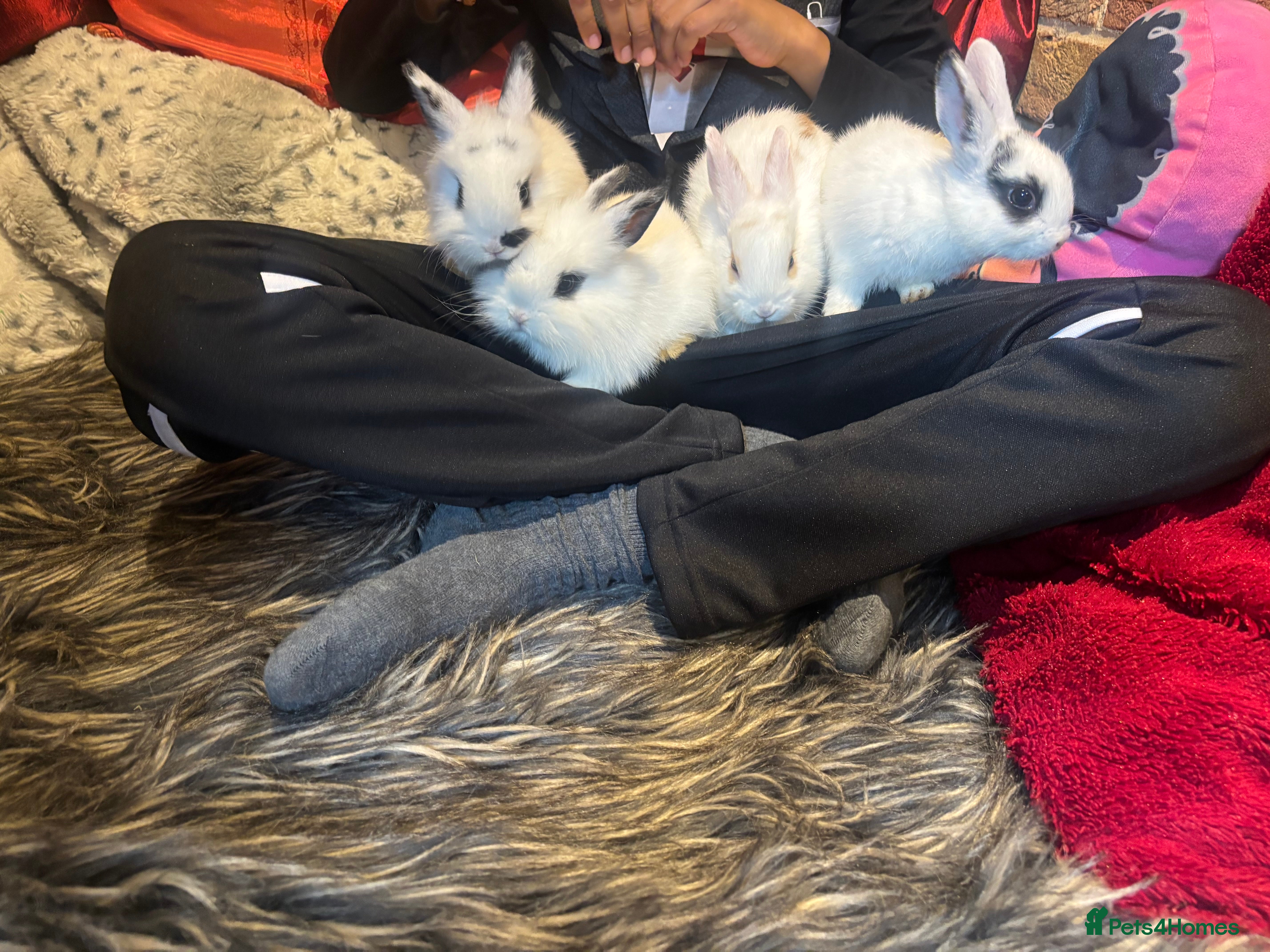 Mixed Breed rabbits Dwraf bunnies for sale  - Advert 1