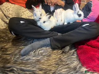Mixed Breed rabbits Dwraf bunnies for sale - Advert 16