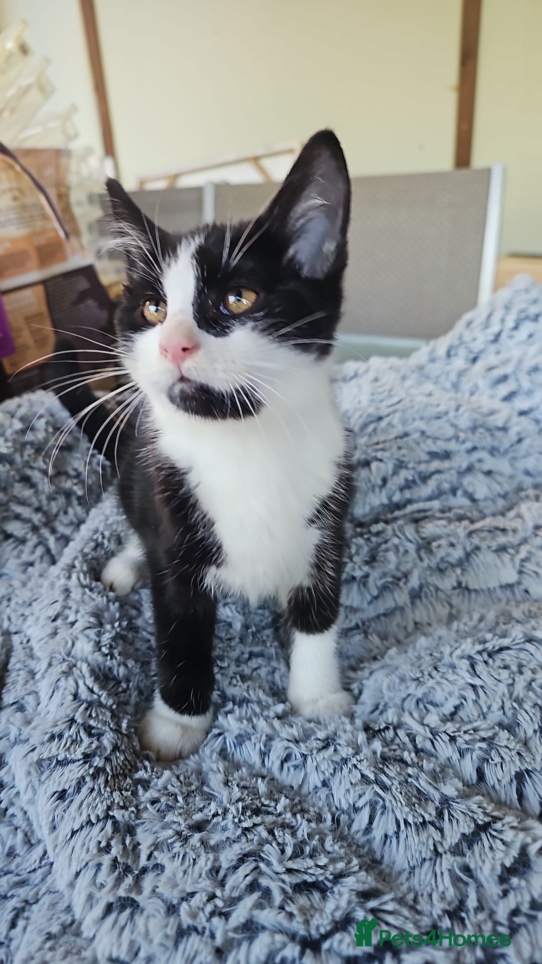 Mixed Breed cats for sale:  🐾 Adorable Kittens Ready for Loving Homes 🐾 - Image 1