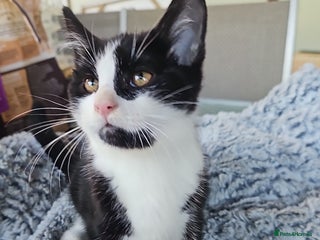 Mixed Breed cats - Advert 23