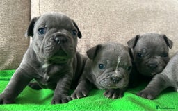 French Bulldog dogs for sale: Solid Blue French Bulldog female puppies - Image 19