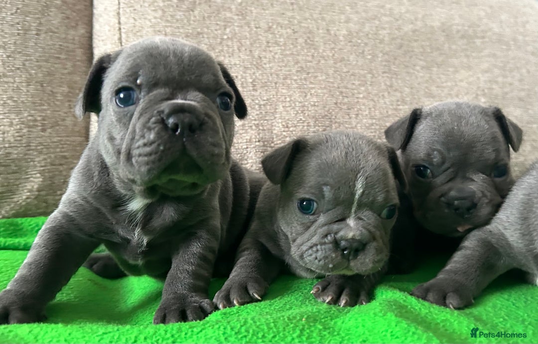 French Bulldog dogs for sale: Solid Blue French Bulldog female puppies - Image 19