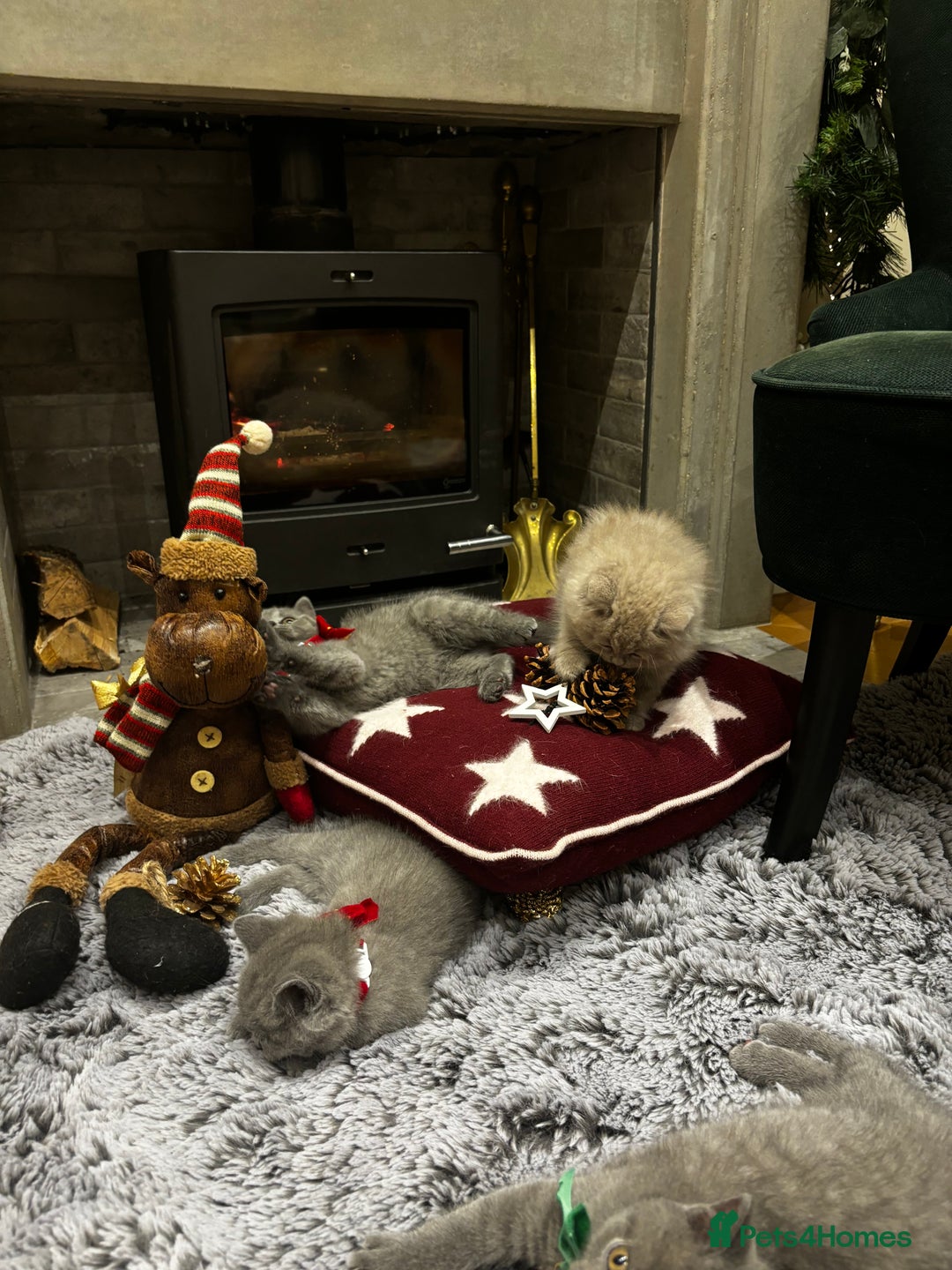 British Shorthair cats for sale: British Shorthair Kittens - Advert 5