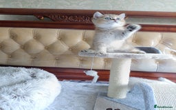 British Shorthair cats for sale: Scottish Fold and Straight kittens  - Image 17