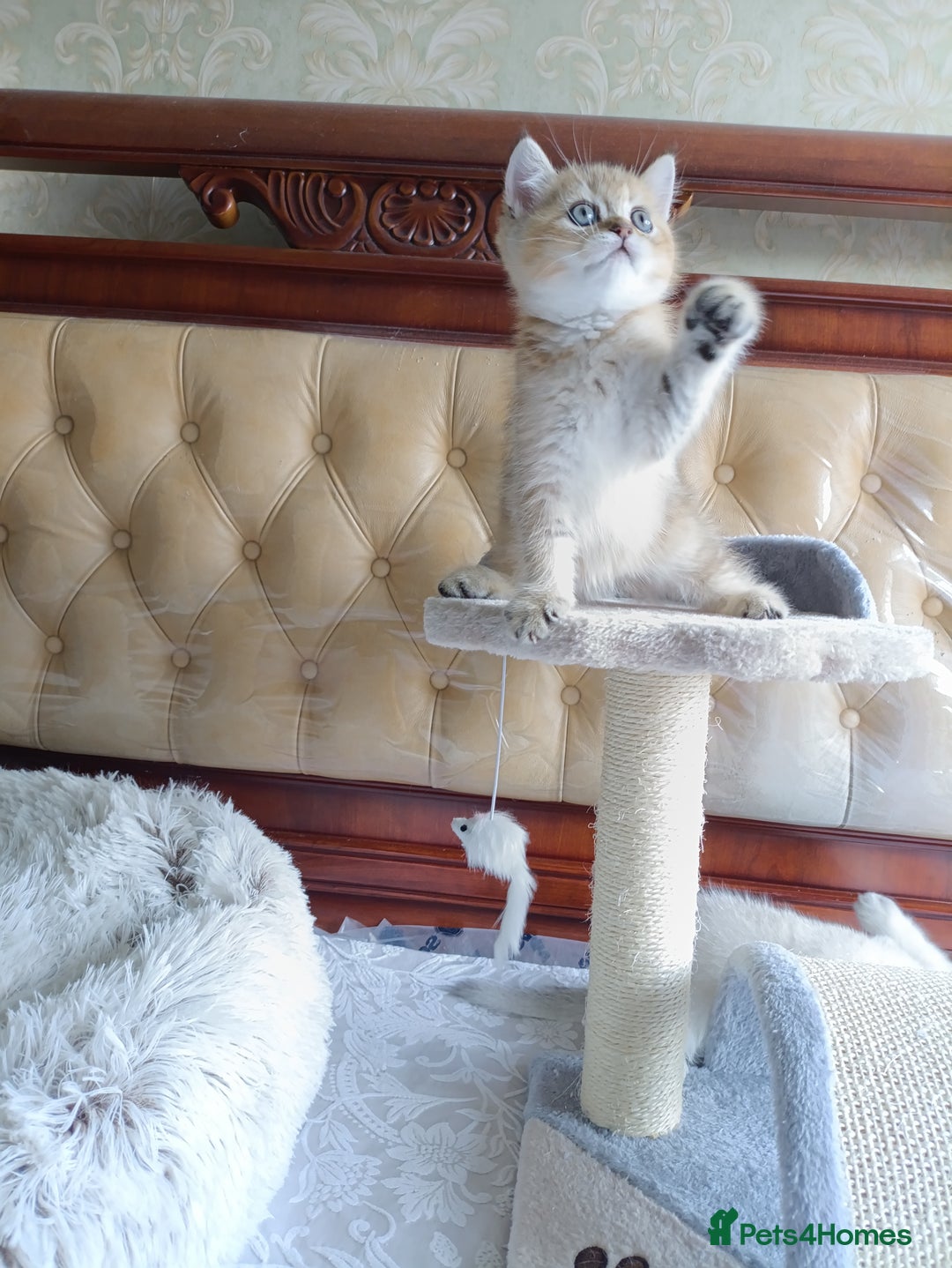 British Shorthair cats for sale: Scottish Fold and Straight kittens  - Image 17