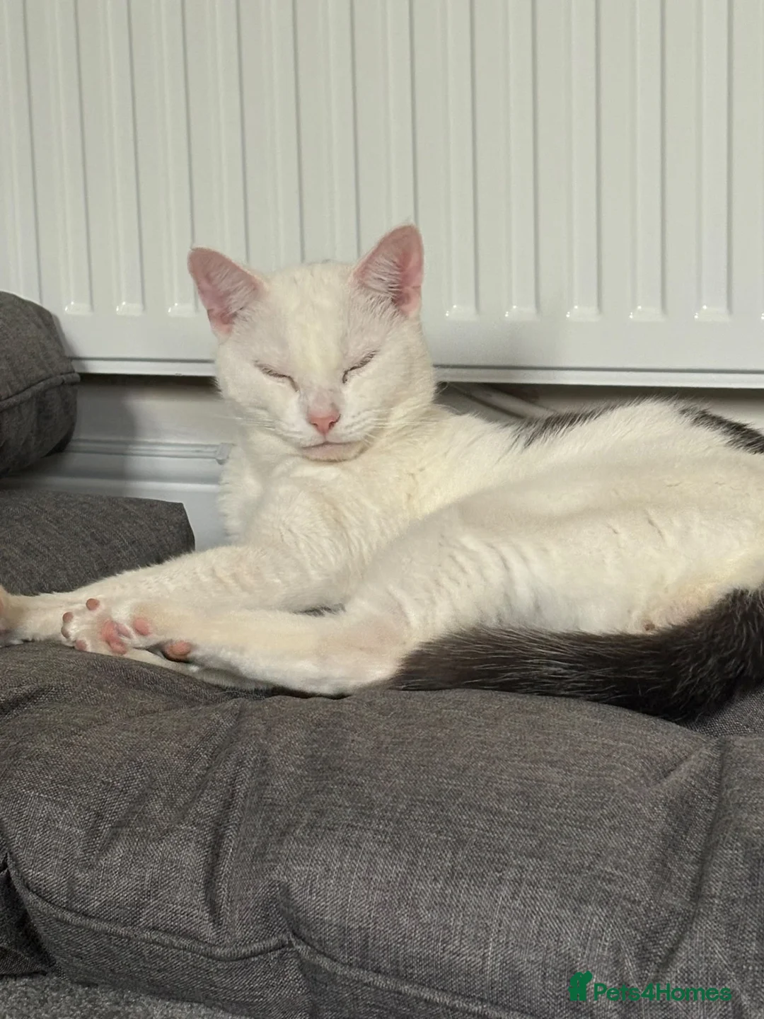 British Shorthair cats for sale: Two adorable cats father and son  in March - Advert 2