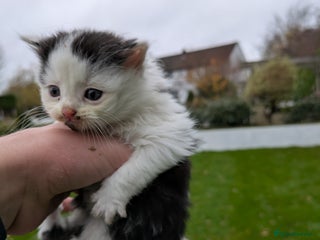 Mixed Breed cats 3 Tabby x Kittens - Advert 6
