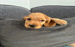 Cocker Spaniel dogs for sale: Beautiful show type cocker spaniel puppies - Image 20