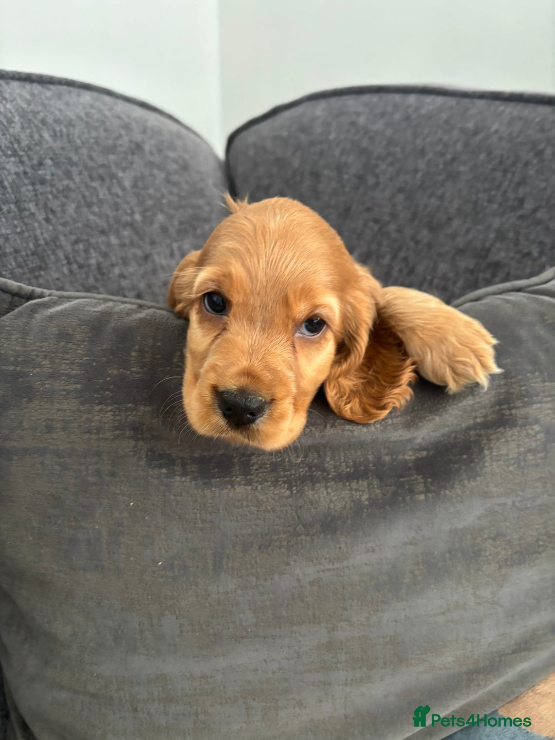 Cocker Spaniel dogs for sale: Beautiful show type cocker spaniel puppies - Image 20
