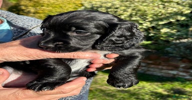 Sprocker dogs - Advert 2