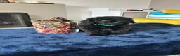 Toy Poodle dogs for sale: 🤩Stunning, Intelligent & Cuddly Fur Babies ⭐️😍 in Walsall - Advert 28