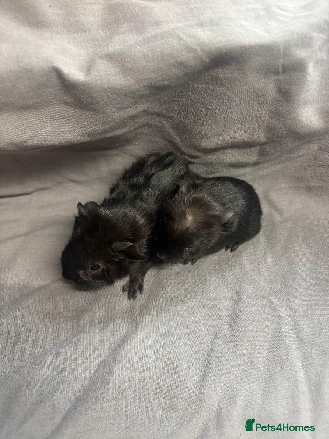 Guinea Pig rodents for sale: Girls ready now  - Advert 8