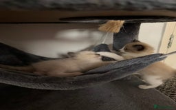 Ragdoll cats for sale: Ragdoll kittens for sale in Romford - Image 15